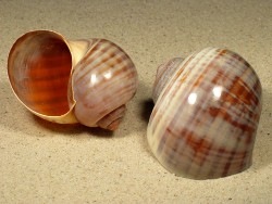 Pomacea paludosa - Ampullariidae