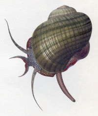 Pomacea paludosa - Ampullariidae