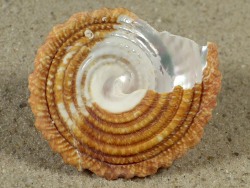 Pomaulax gibberosus - Turbinidae