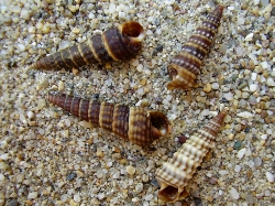 Potamides conicus - Potamididae