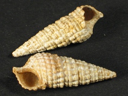 Potamides lamarckii - Potamididae