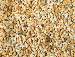 Potamopyrgus antipodarum - Tateidae