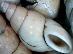 Potamopyrgus antipodarum - Tateidae