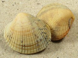 Leukoma staminea - Veneridae