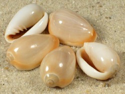 Prunum amygdalum - Marginellidae