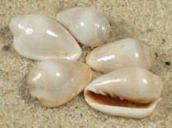 Prunum apicinum - Marginellidae