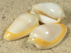 Prunum cinctum - Marginellidae