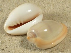 Prunum marginatum - Marginellidae