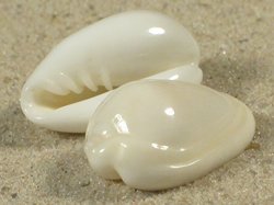 Prunum marginatum - Marginellidae