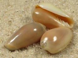 Prunum mariateresae - Marginellidae