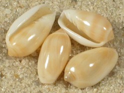 Volvarina monilis - Marginellidae