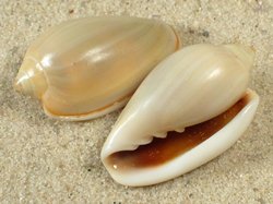 Prunum sapotilla - Marginellidae