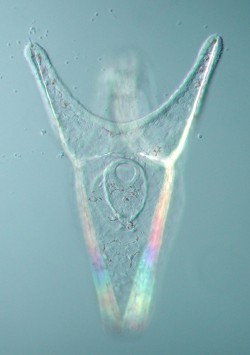 Psammechinus miliaris - Parechinidae