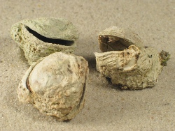 Pseudochama gryphina - Chamidae