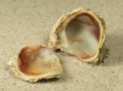 Pseudochama gryphina - Chamidae