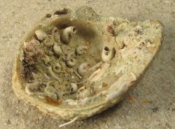 Pseudochama gryphina - Chamidae