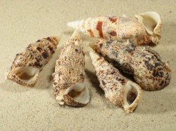 Pseudovertagus aluco - Cerithiidae