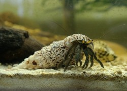 Pseudovertagus aluco - Cerithiidae