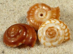 Psilaxis oxytropis - Architectonicidae