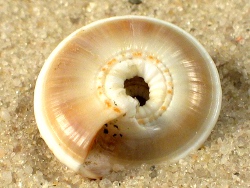 Psilaxis radiatus - Architectonicidae