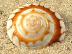 Psilaxis radiatus - Architectonicidae