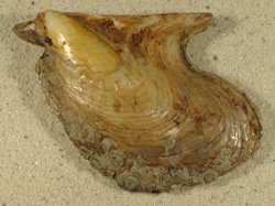 Pteria hirundo - Pteriidae