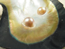 Pteria penguin - Pteriidae