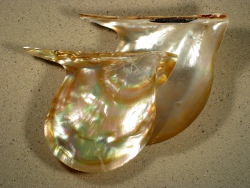 Pteria penguin - Pteriidae