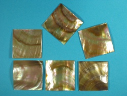 Pteria penguin - Pteriidae