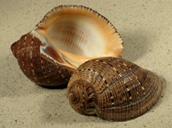 Purpura persica - Muricidae