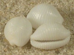 Trivia candidula - Triviidae