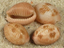 Pusula pediculus - Triviidae