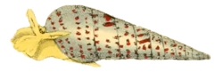 Longchaeus acus - Pyramidellidae