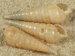 Longchaeus turritus - Pyramidellidae