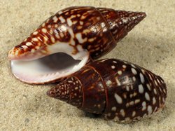 Anachis fasciata - Columbelidae