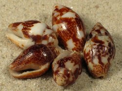 Pyrene flava - Columbellidae