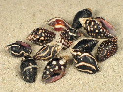 Pictocolumbella ocellata - Columbellidae