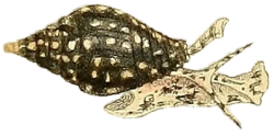 Pictocolumbella ocellata - Columbellidae