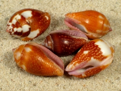 Pyrene punctata - Columbellidae