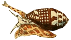 Pyrene punctata - Columbellidae