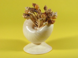 Pyrene scripta - Columbellidae