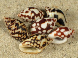 Pardalinops testudinaria - Columbellidae
