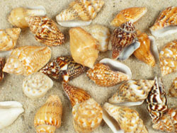 Pyrene scripta - Columbellidae