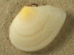Quidnipagus palatam - Tellinidae
