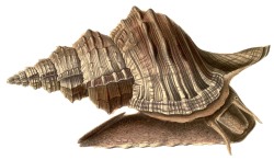 Ranella olearium  - Ranellidae