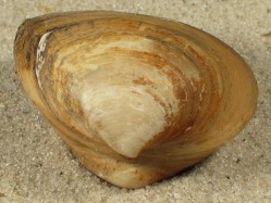 Rangia cuneata - Mactridae