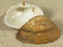 Rangia cuneata - Mactridae