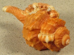 Ranularia cynocephala - Ranellidae