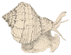 Rapana bezoar - Muricidae