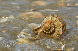 Raapana venosa - Muricidae